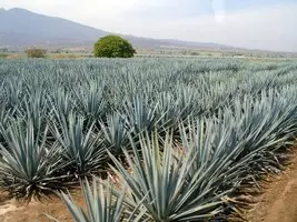 tequila agavé